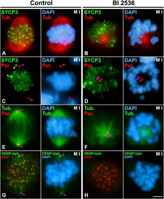 Kinase PLK1 regulates the disassembly of the lateral elements and the assembly of the inner centromere during the diakinesis/metaphase I transition in male mouse meiosis